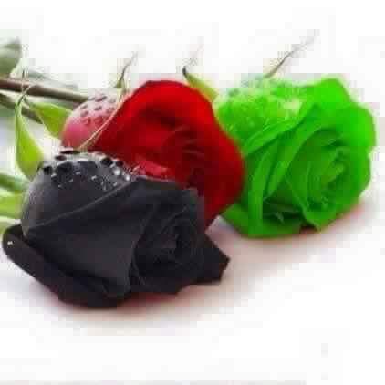 15439706_371311456556658_7333607569447260472_n